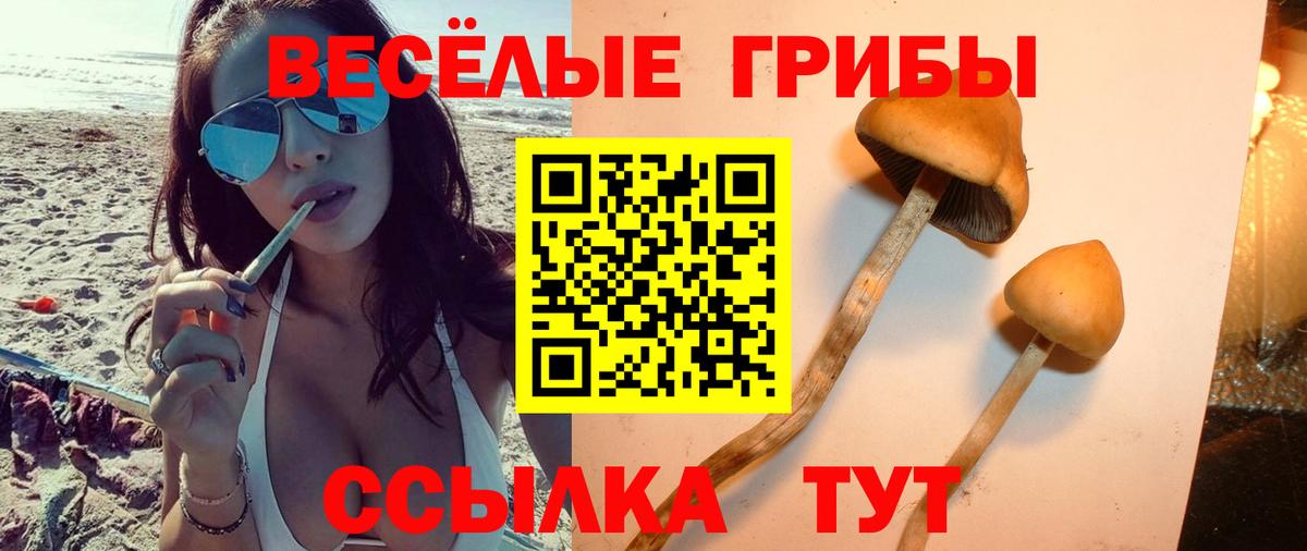 Галлюциногенные грибы Cubensis  Вход с VPN  Лесной  Псилоцибиновые грибы Cubensis 